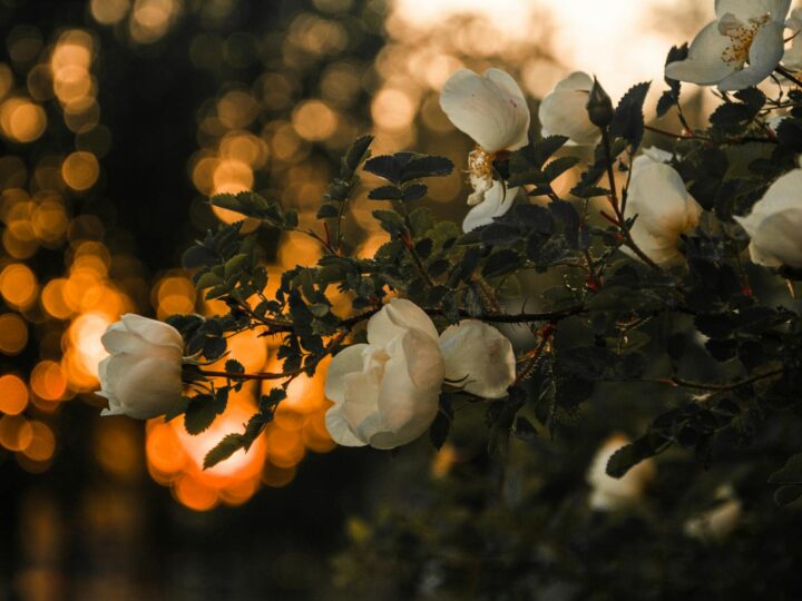 Parco delle Rose